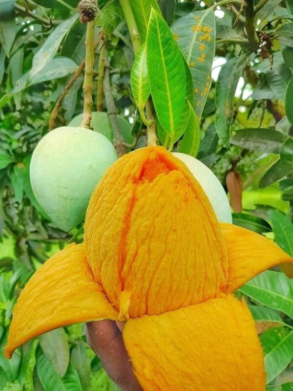 হিমসাগর আম/Himsagor  AAM - Image 3