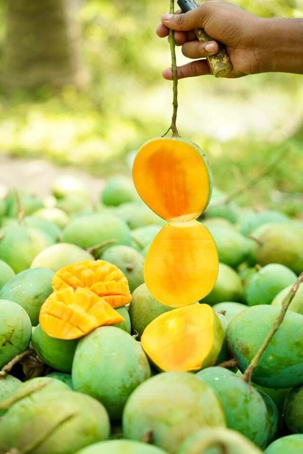 হিমসাগর আম/Himsagor  AAM - Image 4
