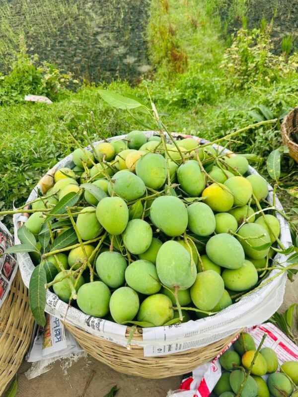 হিমসাগর আম/Himsagor  AAM - Image 2